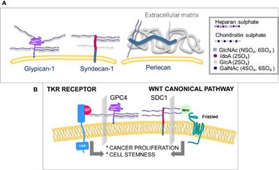 Expression and Role of Heparan Sulfated Proteoglycans in Pancreatic Cancer